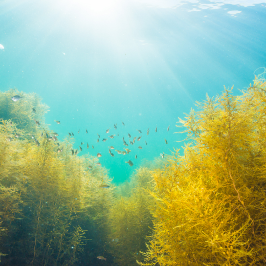 Dive Deep: The Magical Skincare Ingredients of the Sea