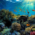 Healthy Skin, Healthy Oceans: All About Reef Safe Skincare