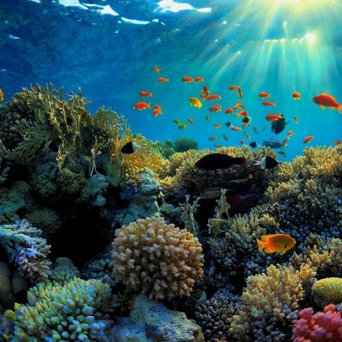 Healthy Skin, Healthy Oceans: All About Reef Safe Skincare