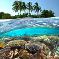 Why Are Reef Safe Products Important?