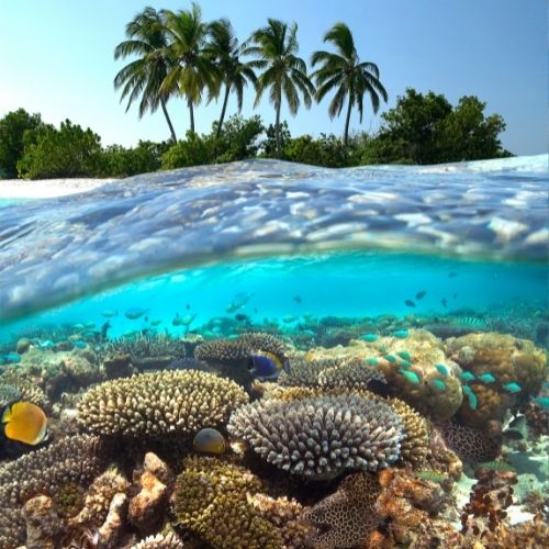 Why Are Reef Safe Products Important?