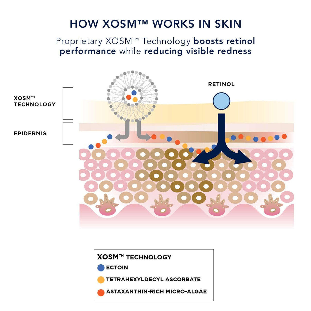 IMAGE Ageless+ Retinol Repair Creme 0.3% retinol complex - SkinElite - XOSM
