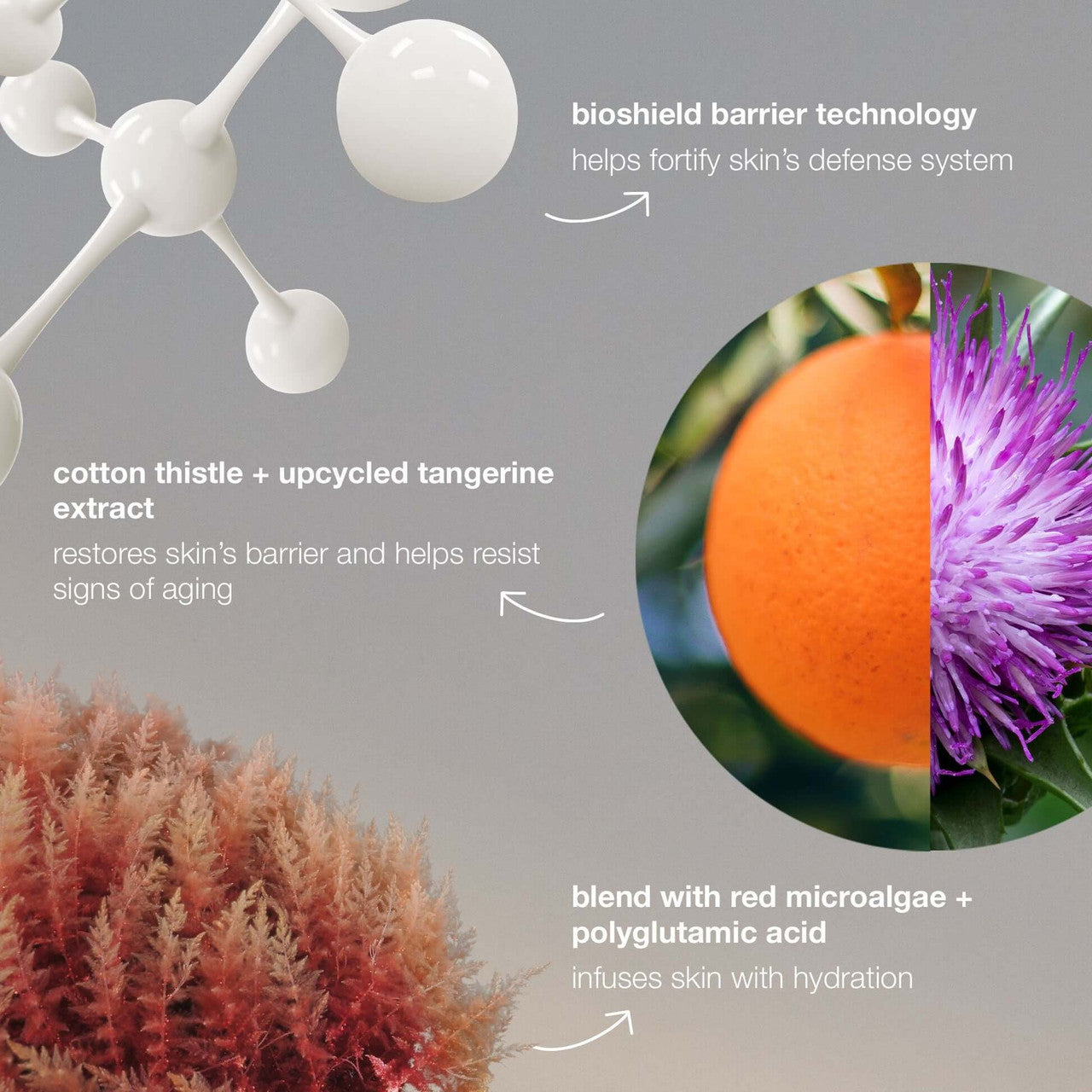 Dermalogica Dynamic Skin Strengthening Serum - SkinElite - ingredients