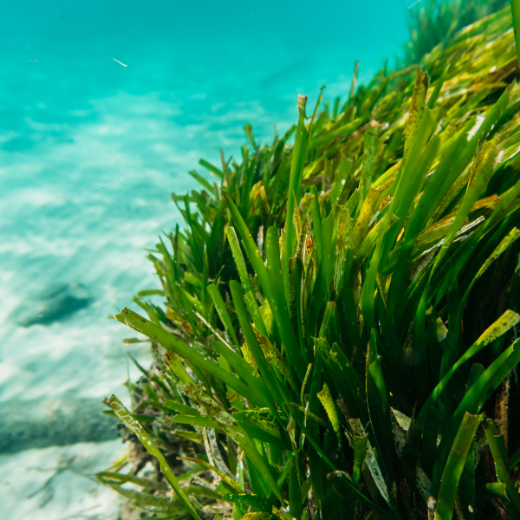 Seaweed in the Ocean